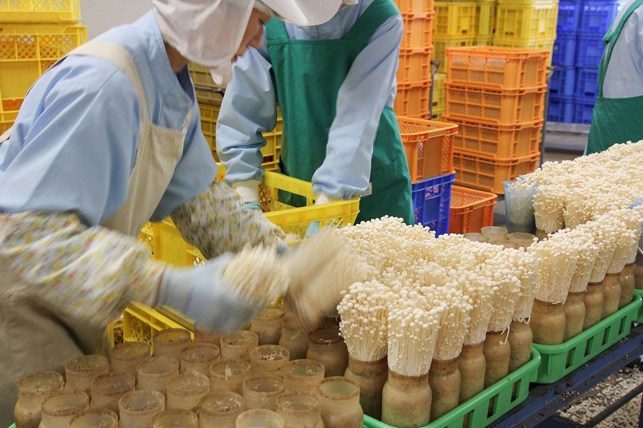 dong-goi-nam-o-nhat-ban